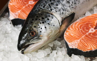 GM Salmon Rejected by Whole Foods, Trader Joe’s, Aldi and other food retailers